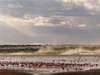 Ndutu Safari Lodge - Birdlife